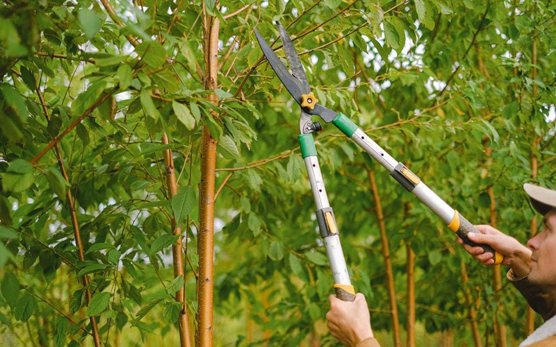 Tree trimming in Woodbury, TN