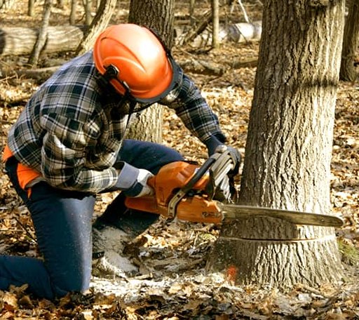 Tree Removal in Woodbury, TN